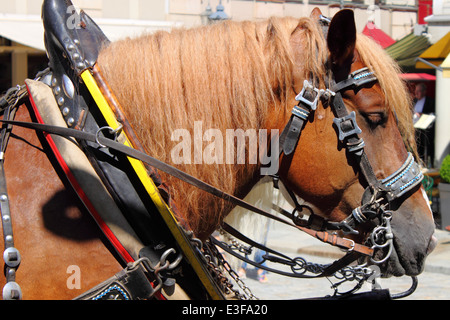 Braune Pferd ziehen einer Kutsche Stockfoto