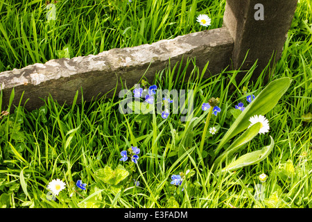 Einen viktorianischen Garten mit Wald und krautige Pflanzen, die nur selten außerhalb der großen botanischen Gärten zu finden. Stockfoto