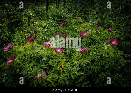 Einen viktorianischen Garten mit Wald und krautige Pflanzen, die nur selten außerhalb der großen botanischen Gärten zu finden. Stockfoto