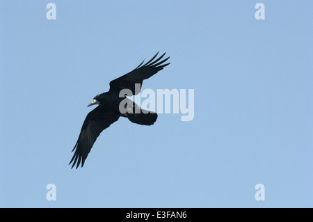 Rook Corvus frugilegus Stockfoto