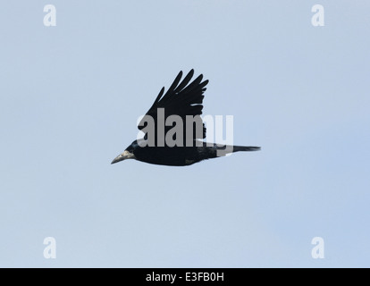 Rook Corvus frugilegus Stockfoto