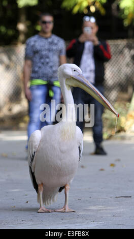 Ein Lebensmittel-liebenden Pelikan namens Gruio hat aus dem Gehäuse aus einem Zoo in Varna, östlich von der bulgarischen Hauptstadt Sofia, für den Empfang von seinem Grub nicht rechtzeitig entkommen. Offenbar, wenn der große abgerechneten Vogel Mittagessen spät ist, findet es einen Ausweg aus dem Gehäuse p Stockfoto