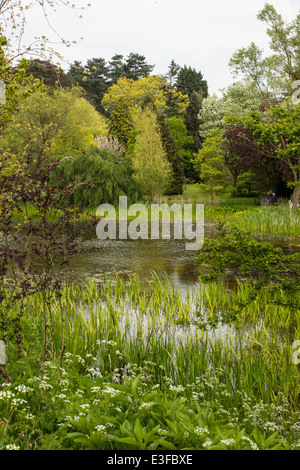 Einen viktorianischen Garten mit Wald und krautige Pflanzen, die nur selten außerhalb der großen botanischen Gärten zu finden. Stockfoto