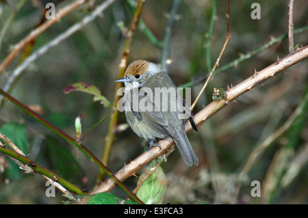 Mönchsgrasmücke Sylvia atricapilla Stockfoto