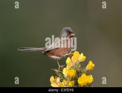 Dartford Warbler Sylvia undata Stockfoto