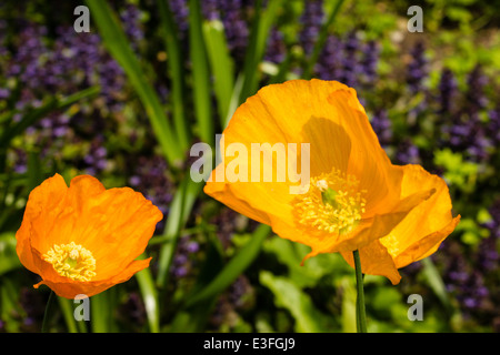 Einen viktorianischen Garten mit Wald und krautige Pflanzen, die nur selten außerhalb der großen botanischen Gärten zu finden. Stockfoto