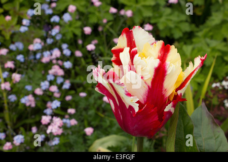 Einen viktorianischen Garten mit Wald und krautige Pflanzen, die nur selten außerhalb der großen botanischen Gärten zu finden. Stockfoto