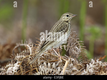 Baum Pieper Anthus trivialis Stockfoto