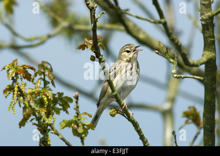 Baum Pieper Anthus trivialis Stockfoto