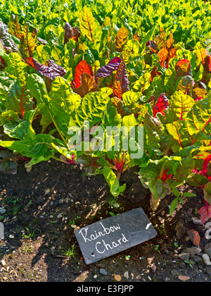 Regenbogen Mangold wächst in einen Gemüsegarten mit rustikalen Schiefer Namensmarke Stockfoto