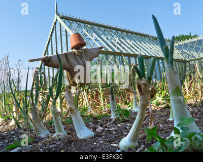 Gewächshaus VOGELSCHEUCHE ZWIEBELN GARTEN niedrigen Boden aus Sicht der Vogelscheuche Bewachung ein Patch der Zwiebeln in ein formales Restaurant Küche Garten Stockfoto