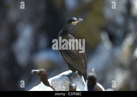 Ein Kormoran auf den Saltee Inseln in Wexford, Irland. Stockfoto