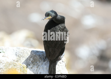 Ein Kormoran auf den Saltee Inseln in Wexford, Irland. Stockfoto