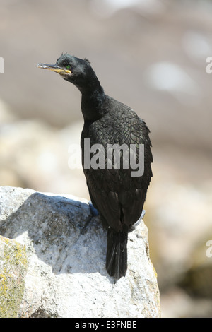 Ein Kormoran auf den Saltee Inseln in Wexford, Irland. Stockfoto