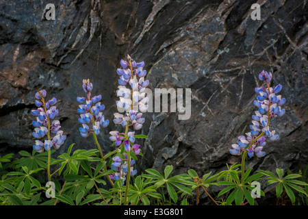 Wilde Lupinen blüht (Lupinus Perennis) Stockfoto