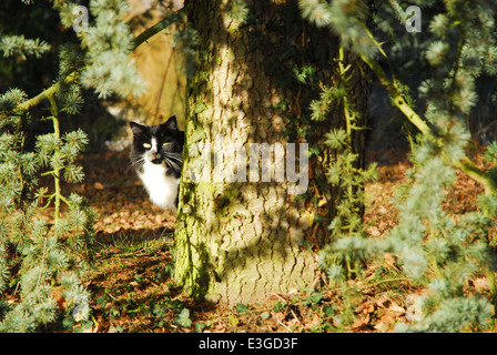 Eine Katze versteckt sich hinter einem Baum und lehnte seinen Kopf aus Stockfoto