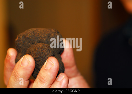 Eine Person zeigt eine schwarze Trüffel in der hand Stockfoto
