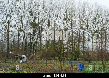 Sichtbare Epiphyten nach das fallen der Blätter neben einem Gemeinschaftsgarten Stockfoto