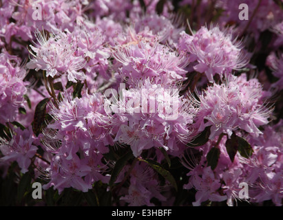 Rhododendron Yunnanensis rosa geblüht schließen sich der Blumen Stockfoto