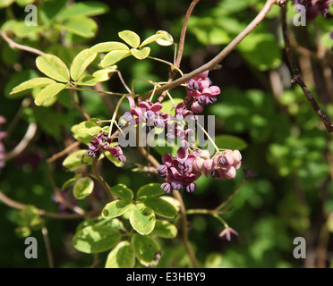 Akebia Quinata Nahaufnahme von Blumen Stockfoto