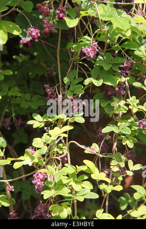 Akebia Quinata Pflanze in Blüte Stockfoto