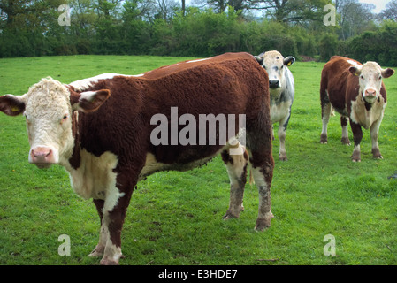 Schwanger in Kalb Hereford Färsen - junge Rinder Stockfoto