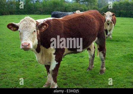 Schwanger in Kalb Hereford Färsen - junge Rinder Stockfoto