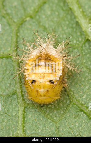 Puppe des Blattes Essen Marienkäfer Käfer (Marienkäfer) Stockfoto