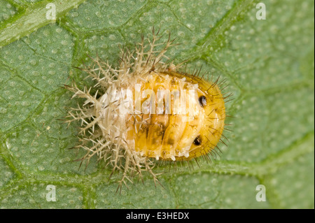 Puppe des Blattes Essen Marienkäfer Käfer (Marienkäfer) Stockfoto