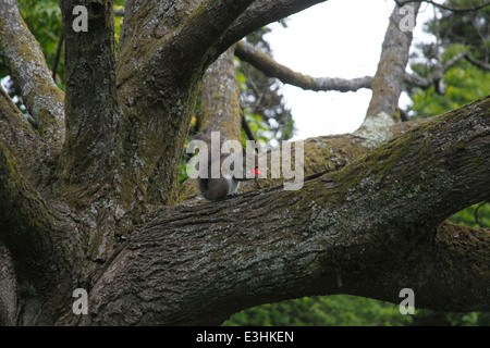 Sciurus Carolinensis graue Eichhörnchen Essen Erdbeeren im Baum Stockfoto