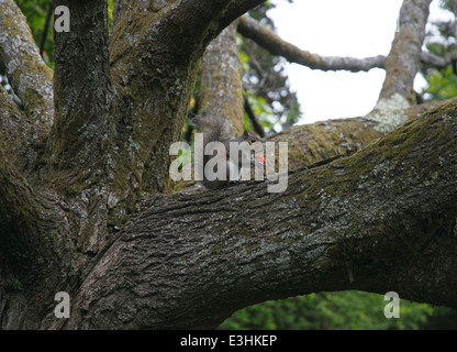 Sciurus Carolinensis graue Eichhörnchen Essen Erdbeeren im Baum Stockfoto