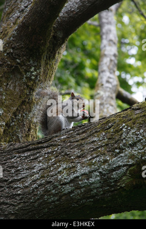 Sciurus Carolinensis graue Eichhörnchen Essen Erdbeeren im Baum Stockfoto