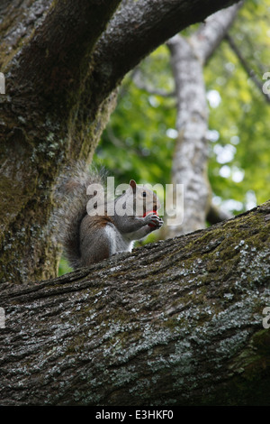 Sciurus Carolinensis graue Eichhörnchen Essen Erdbeeren im Baum Stockfoto