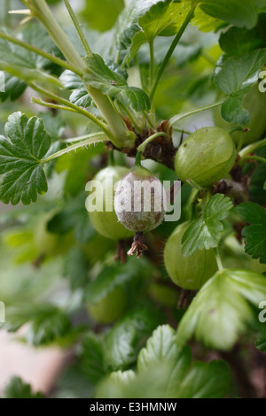 Botrytis Cinerea grau Schimmel an Stachelbeere Stockfoto