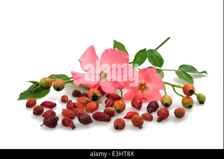 flowers and fruits of wild rose Stockfoto