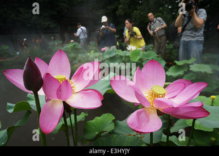 Hangzhou, China Zhejiang Provinz. 24. Juni 2014. Besucher sehen die Lotusblüten in der landschaftlich reizvollen Gegend der Westsee in Hangzhou, Hauptstadt der ostchinesischen Provinz Zhejiang, 24. Juni 2014. © Li Zhong/Xinhua/Alamy Live-Nachrichten Stockfoto