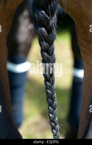 Geflochtenen Schweif eines Polo-Ponys Stockfoto