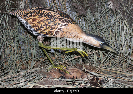 Modell A eurasischen Rohrdommel oder große Rohrdommel Botaurus stellaris Stockfoto
