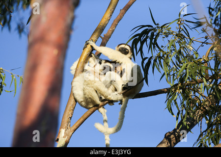 Madagaskar, Verreaux Sifaka (Propithecus Verreauxi) Stockfoto