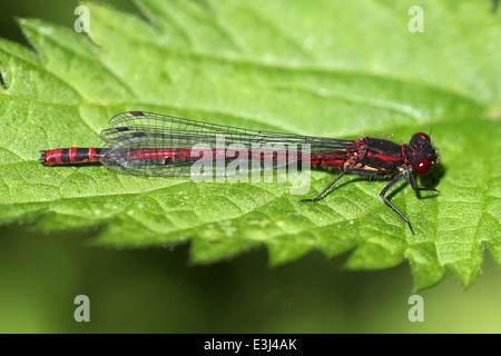 Große rote Damselfly Pyrrhosoma Nymphula Perched auf einem Blatt Stockfoto