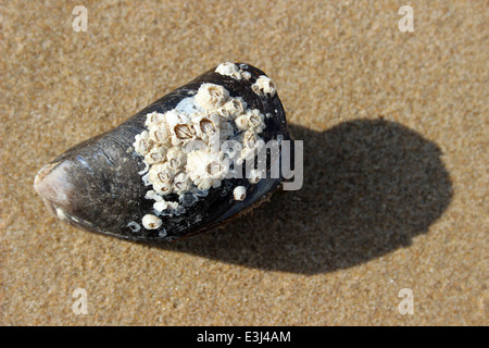 Gemeinsamen Miesmuscheln Mytilus Edulis verkrustet mit Seepocken Stockfoto