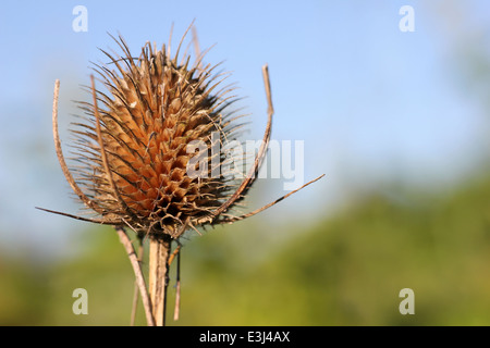 Wilde Karde Dipsacus fullonum Stockfoto