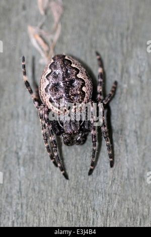 Walnut Orb-Weaver Spider Nuctenea umbratica Stockfoto