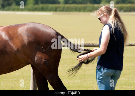 Ein Polo Pony Schweif geflochten werden Stockfoto