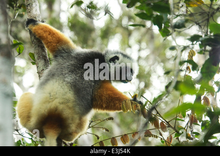 Madagaskar, Coquerel Sifaka (Propithecus Verreauxi Coquereli) Stockfoto