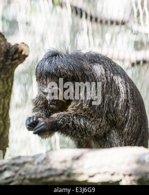 Porträt von einem schwarzen Jaguaren Tamarin (Saguinus Nigricollis Graellsi). Stockfoto