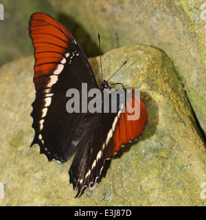 Nahaufnahme einer Rusty-bestückte Seite (Siproeta Epaphus) aka Black und Tan Schmetterling oder braun Siproeta Flügel gespreizt Stockfoto