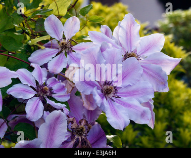 Clematis Nelly Moser. Stockfoto