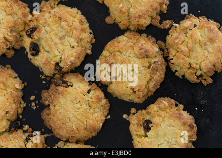 Sultana und Hafer Cookies. Stockfoto