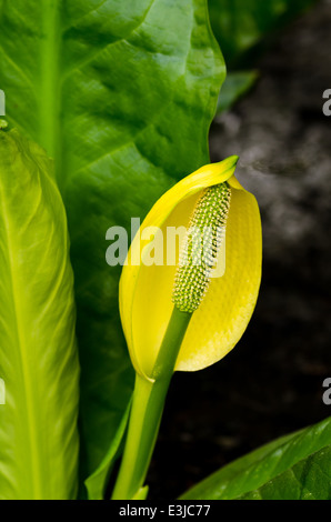 Lysichiton Americanus - amerikanische Skunk cabbage Stockfoto